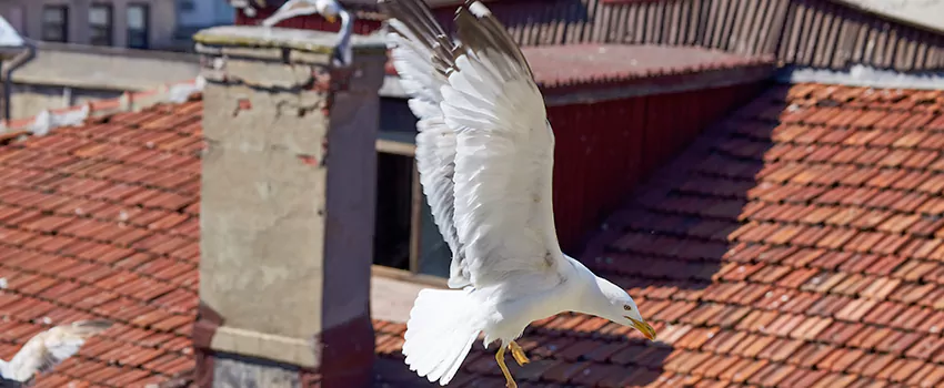Residential Chimney Animal Removal Solution in Dothan, AL