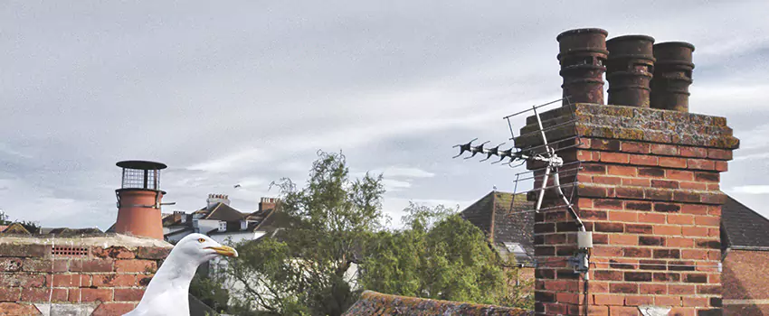 Chimney Cleaning And Restoration in Dothan, Alabama